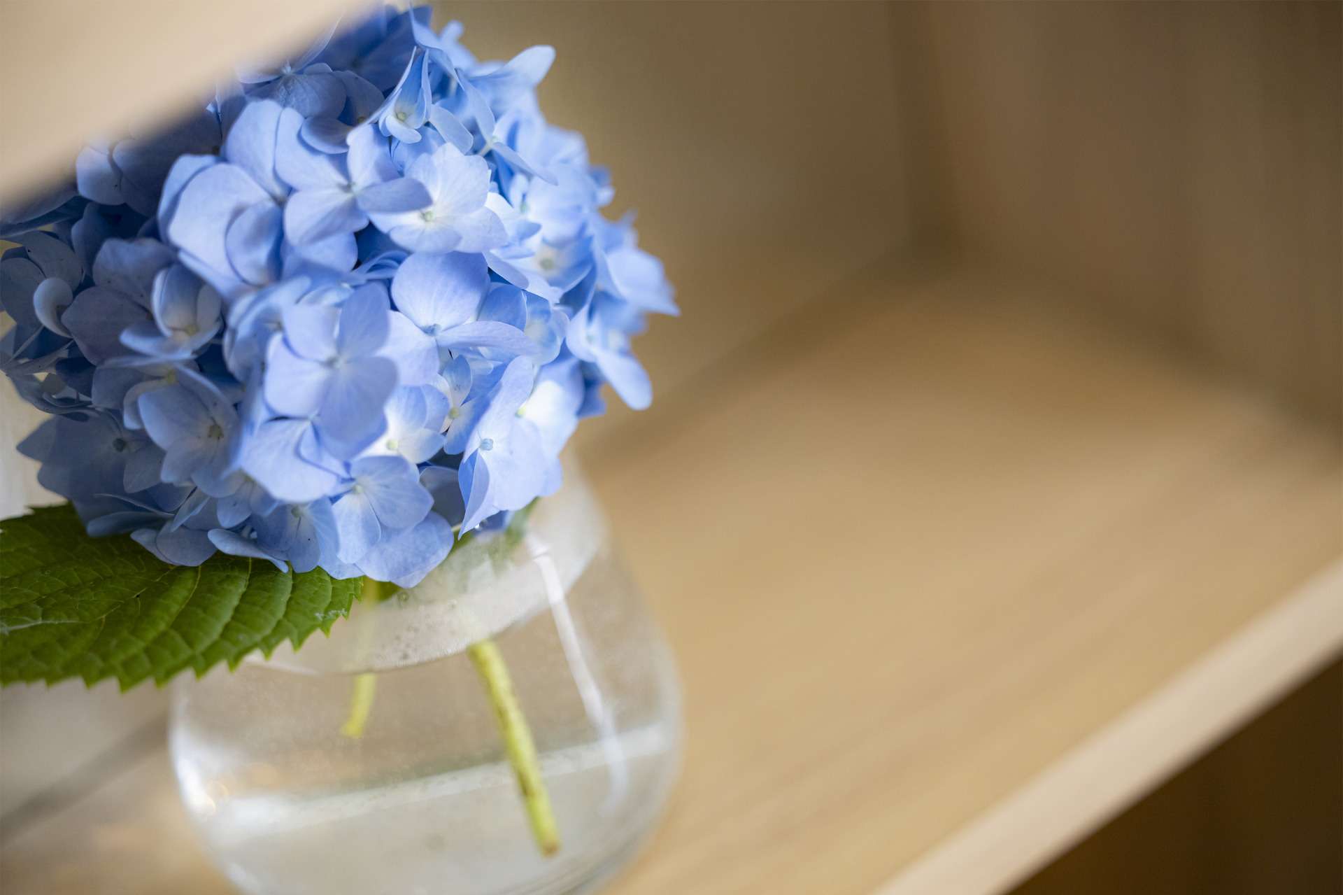 梅雨入りしました